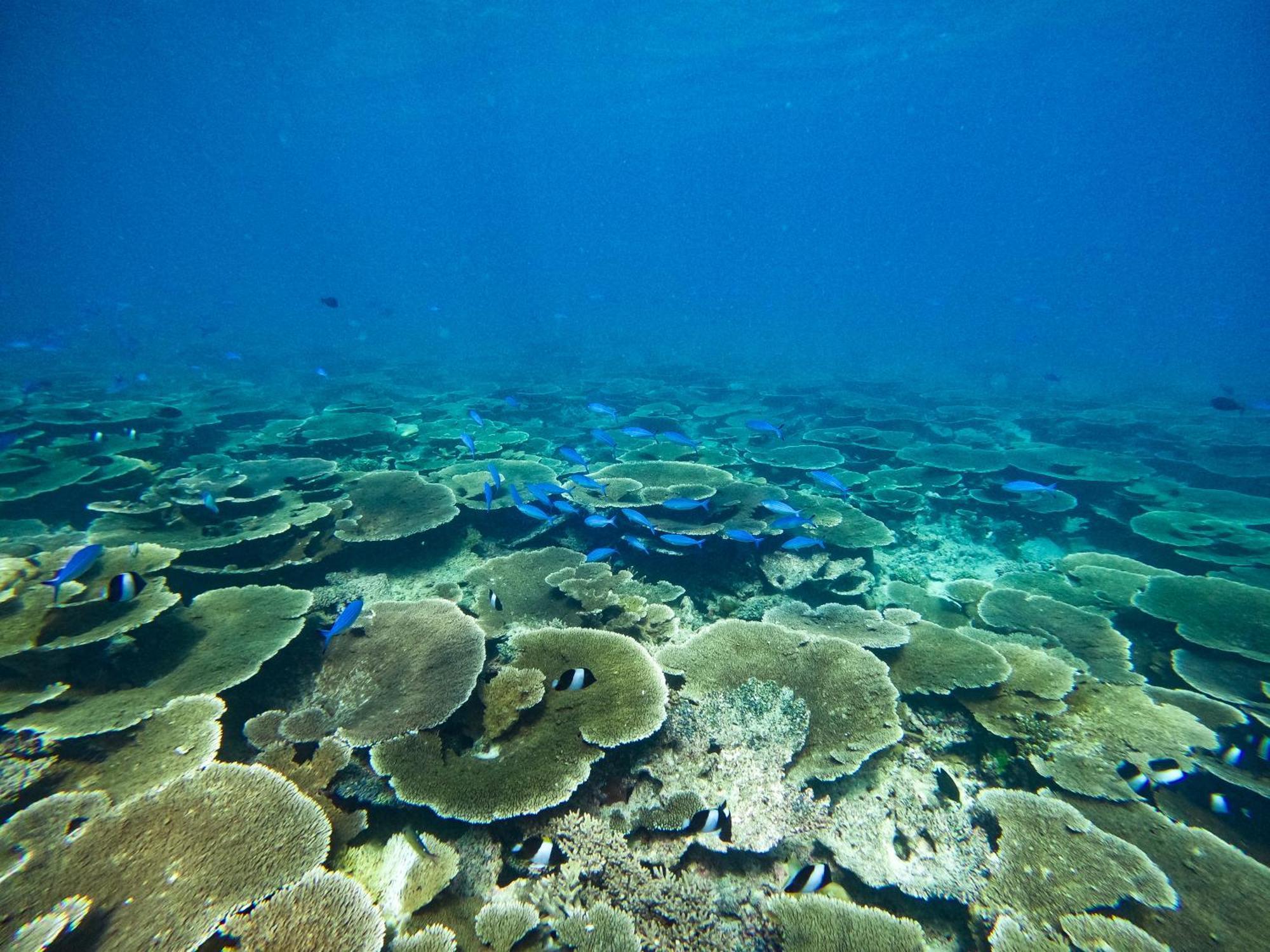 Manta Sea View Himandhoo Otel Dış mekan fotoğraf